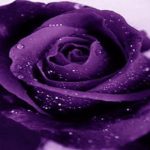 La conciencia de la rosa: La rosa azul del Gran Espiritu Creador
