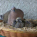 paloma-con-pichones255-1