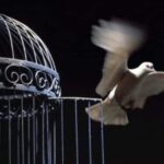 Tactica Declarar Amnistia