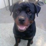 perro-max
