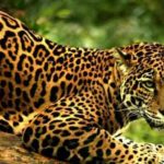 Lunas Mayas: La luna Solar del Jaguar