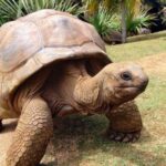 TORTUGA-1