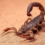 escorpion1