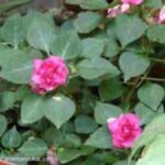 duende-flores